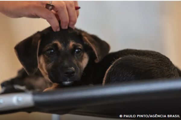 Tamanho foto notícia padrão - 2026-04-17T094858.775